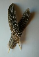 Federkielplektrum 3,5 mm Perlhuhn