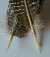 Federkielplektrum 3,5 mm Perlhuhn